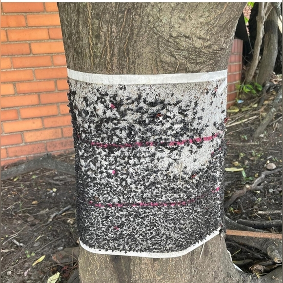 PIC Spotted Lantern Fly Trap, 1 Roll 20ft Roll Each,Flying Insect Trap,Glue Trap - Picture 10 of 11